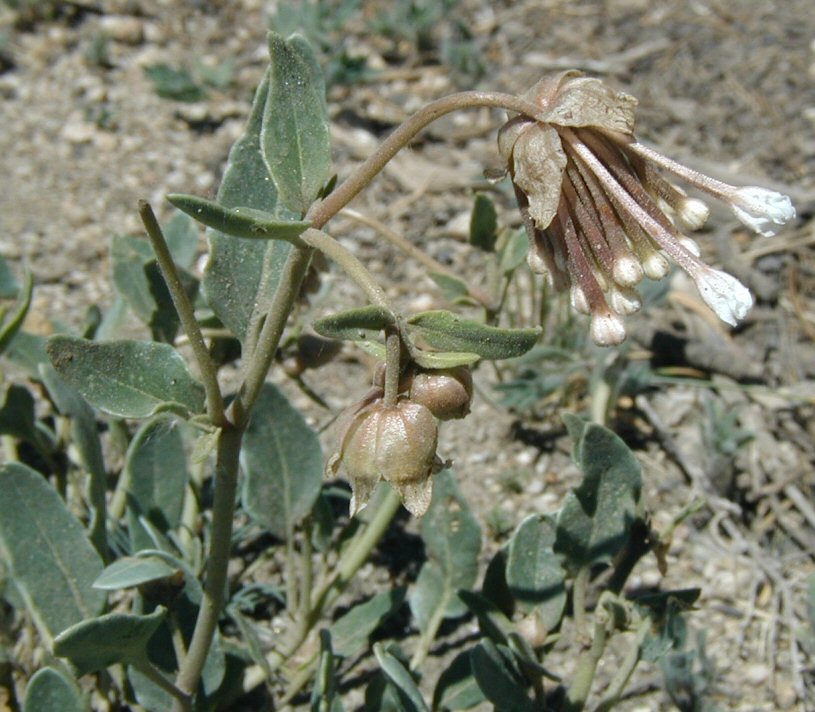 Image of Abronia fragrans