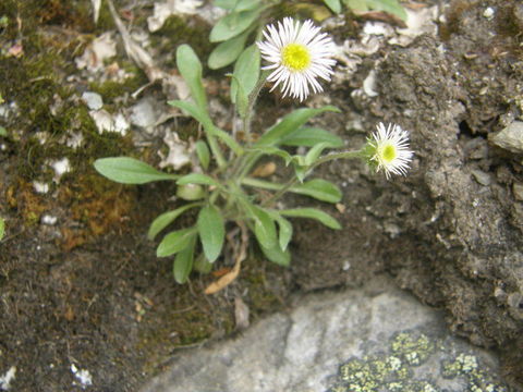 Image of Erigeron caespitosus