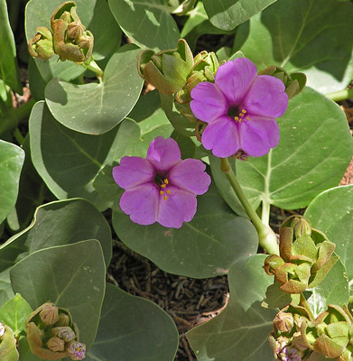 Image of Mirabilis multiflora