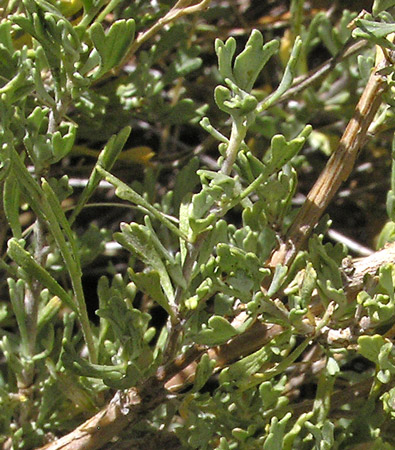 Image of Artemisia nova