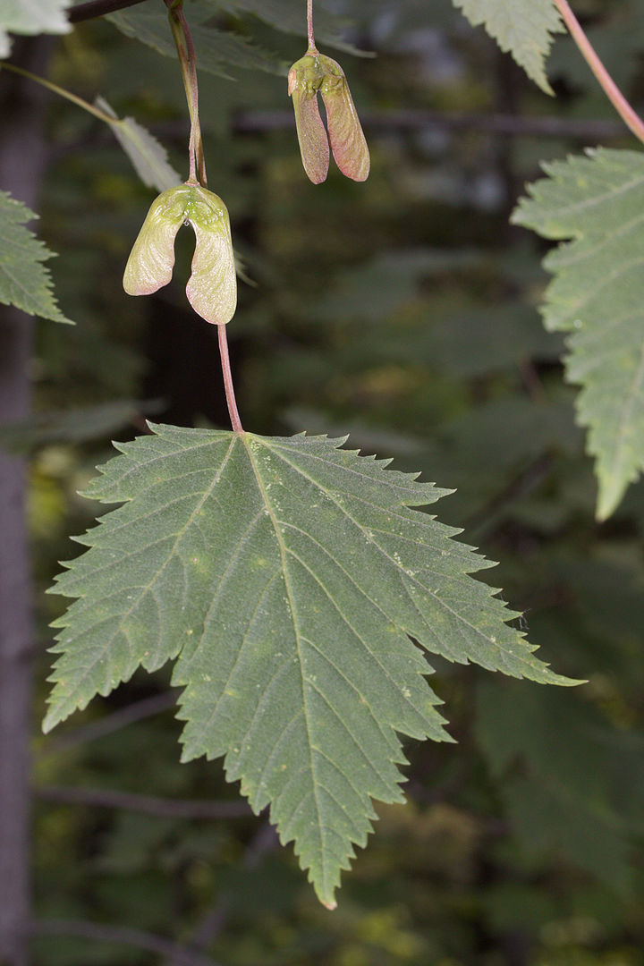 Image of Acer glabrum