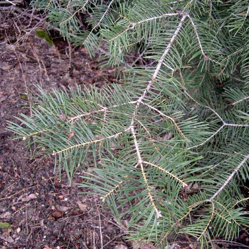 Image of Abies concolor