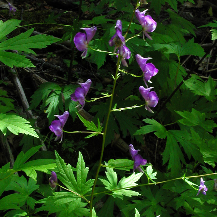 Image of Aconitum columbianum