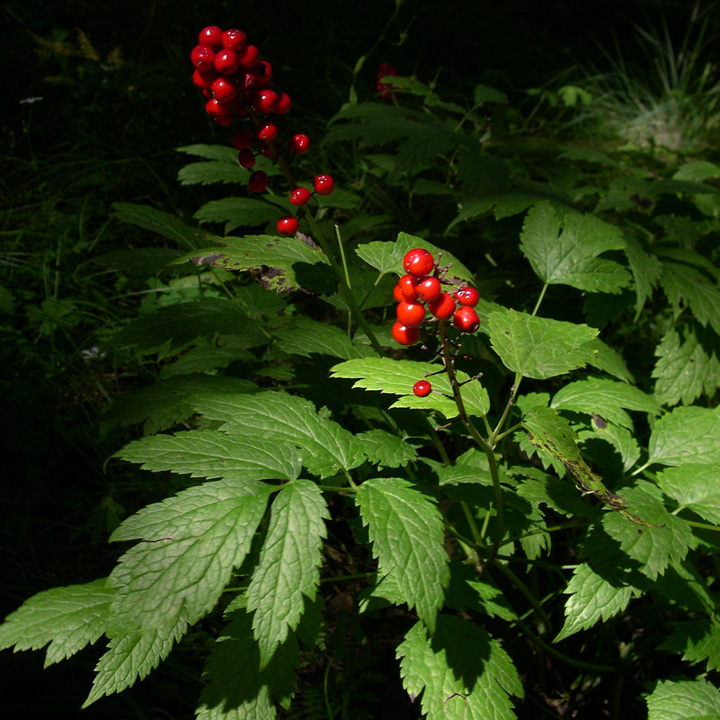 Image of Actaea rubra