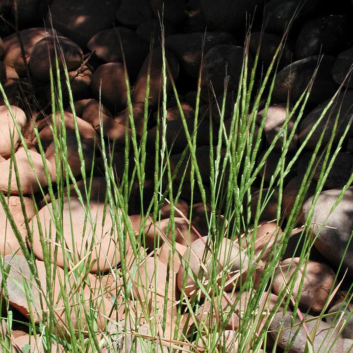 Image of Aegilops cylindrica
