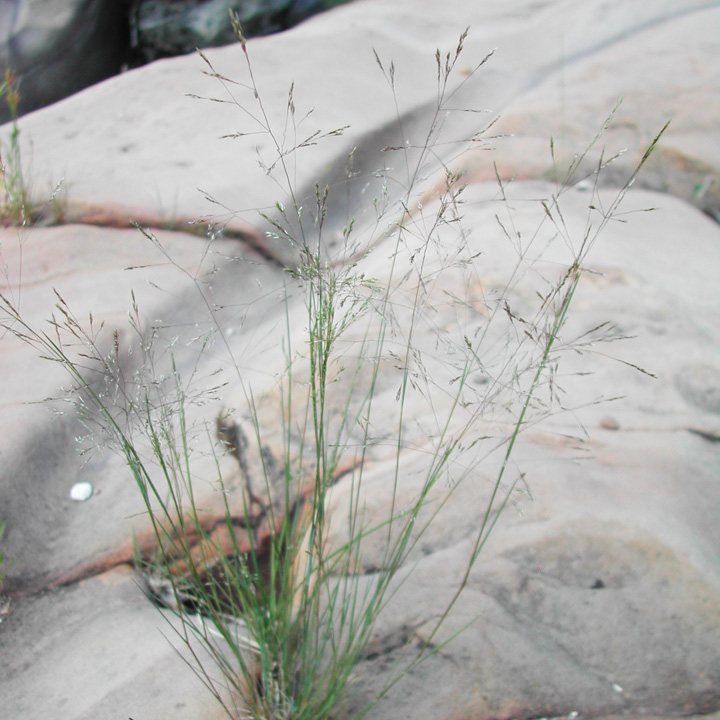 Image of Agrostis scabra
