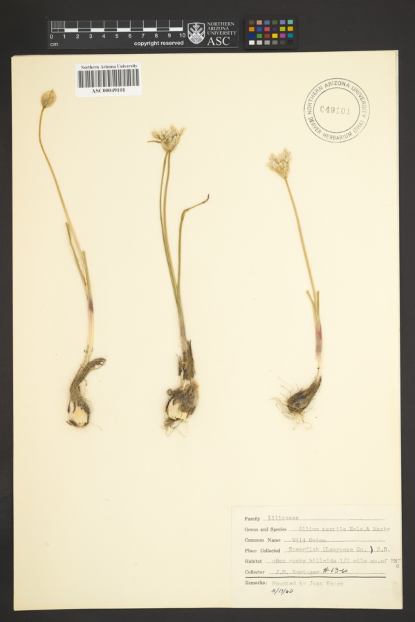 Image of Allium textile