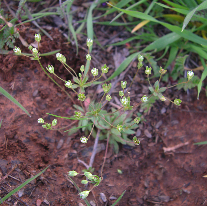 Image of Androsace occidentalis