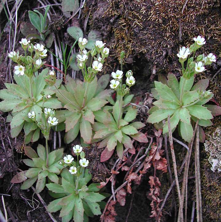 Image of Androsace septentrionalis