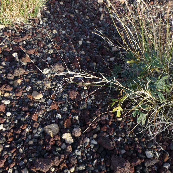Image of Aristida purpurea
