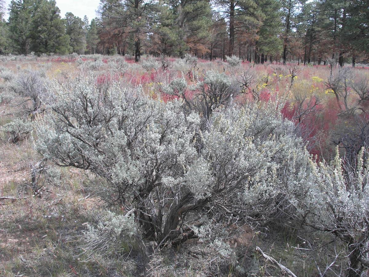 Image of Artemisia tridentata tridentata