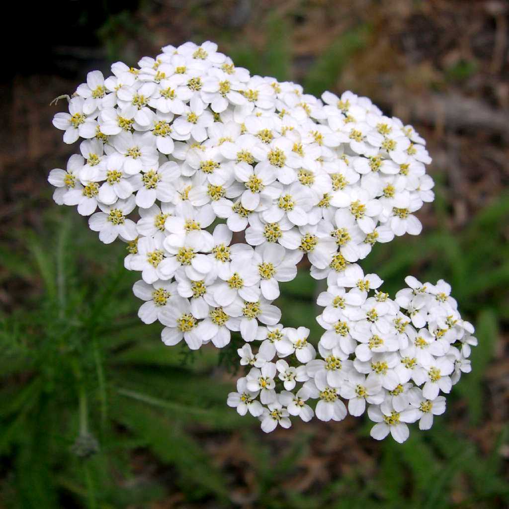 Image of Achillea millefolium