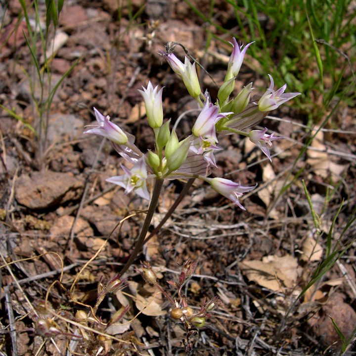 Image of Allium acuminatum