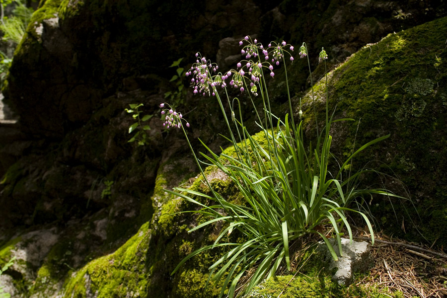 Image of Allium cernuum