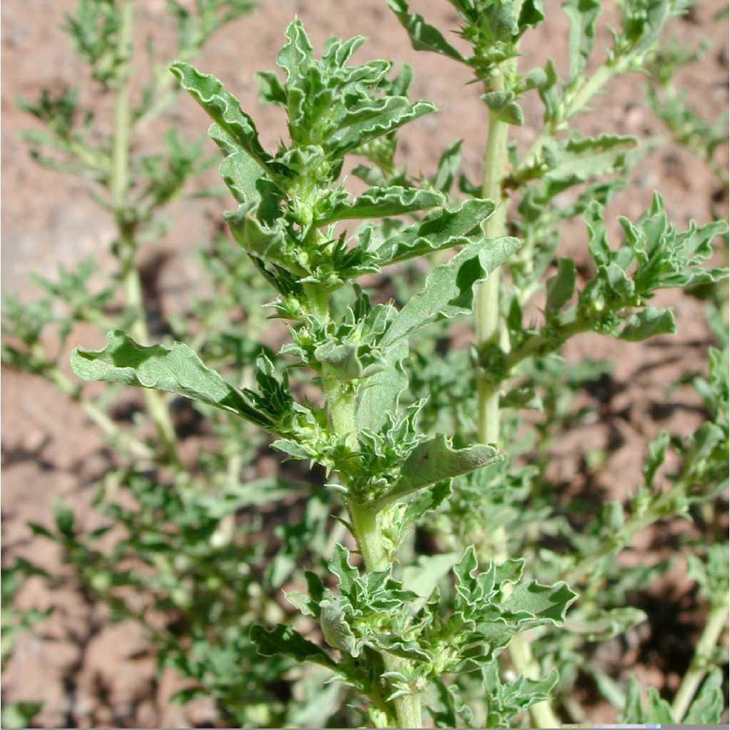 Image of Amaranthus albus