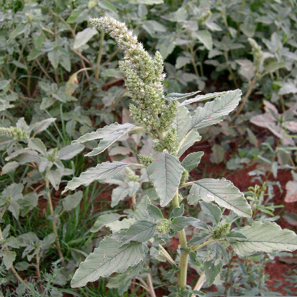 Image of Amaranthus retroflexus