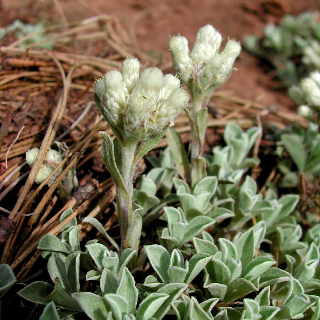 Image of Antennaria parvifolia