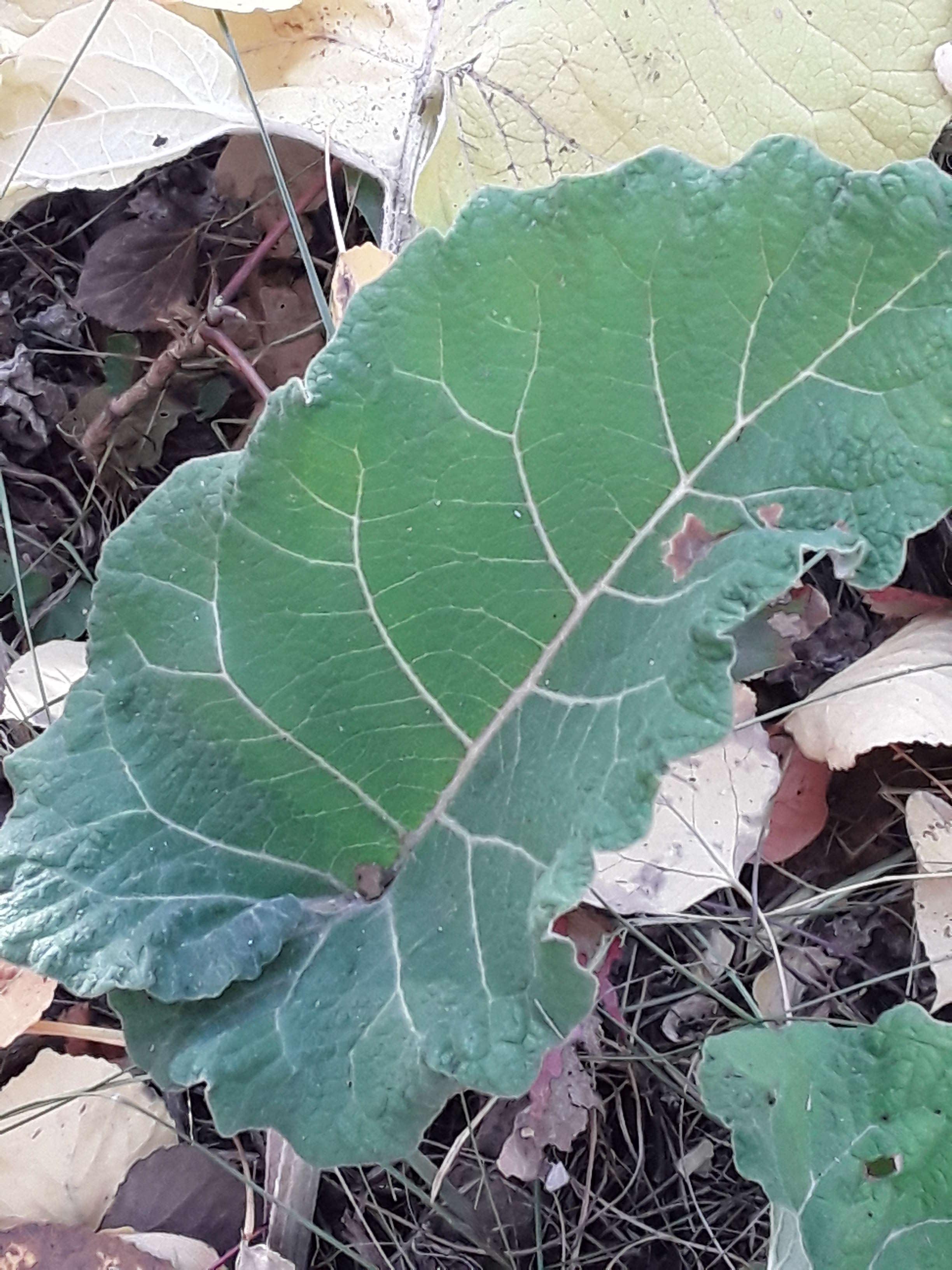 Image of Arctium minus