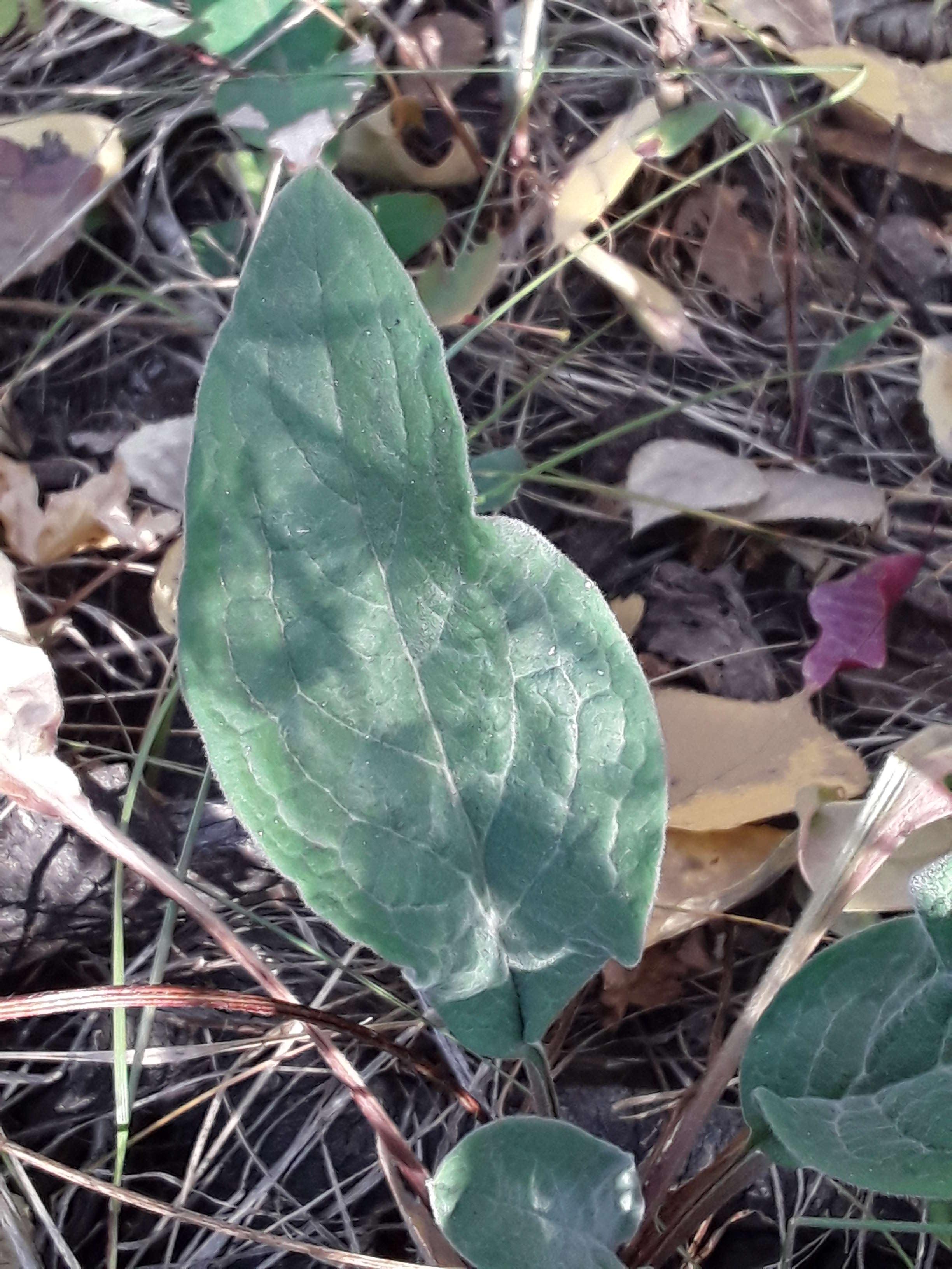 Image of Arnica parryi