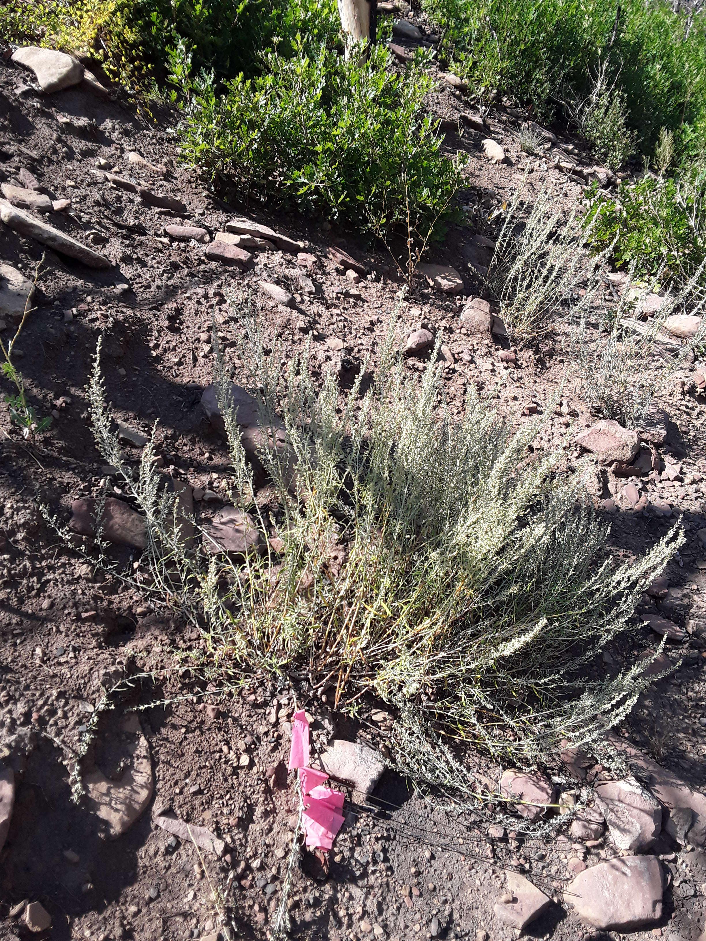 Image of Artemisia cana