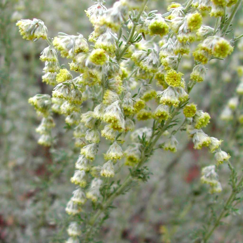Image of Artemisia frigida
