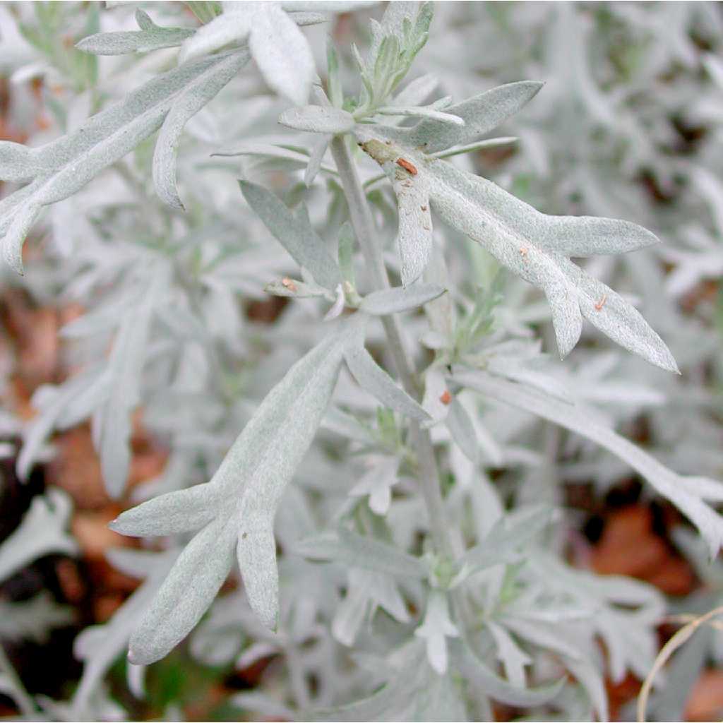 Image of Artemisia ludoviciana