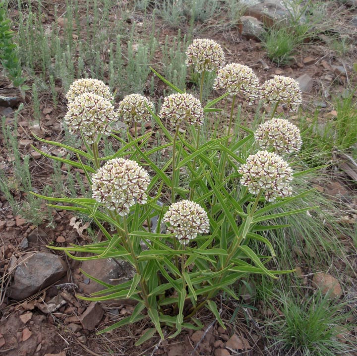 Image of Asclepias asperula