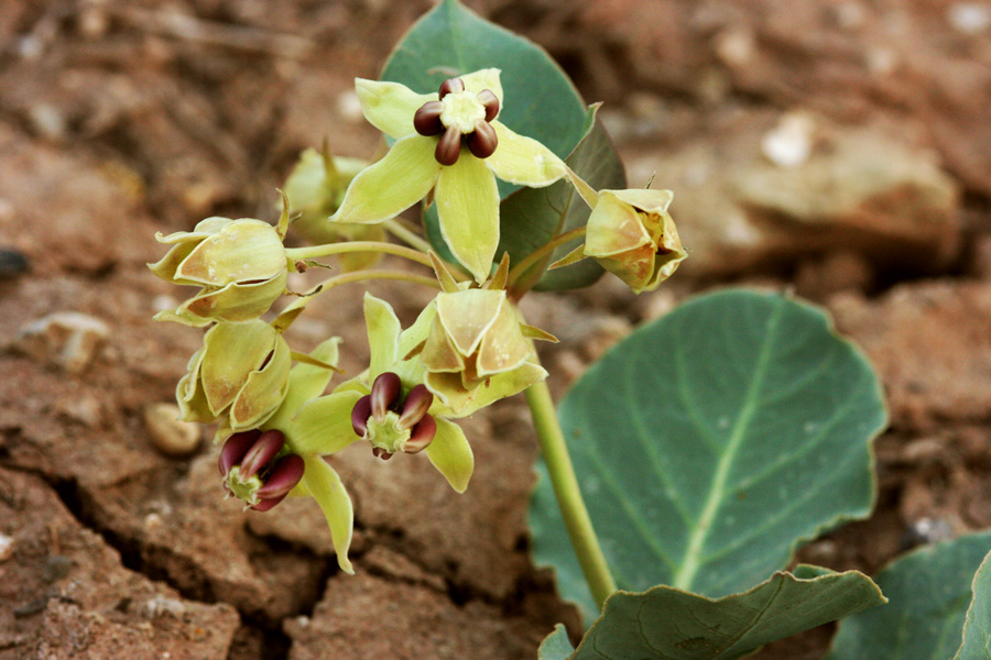 Image of Asclepias cryptoceras
