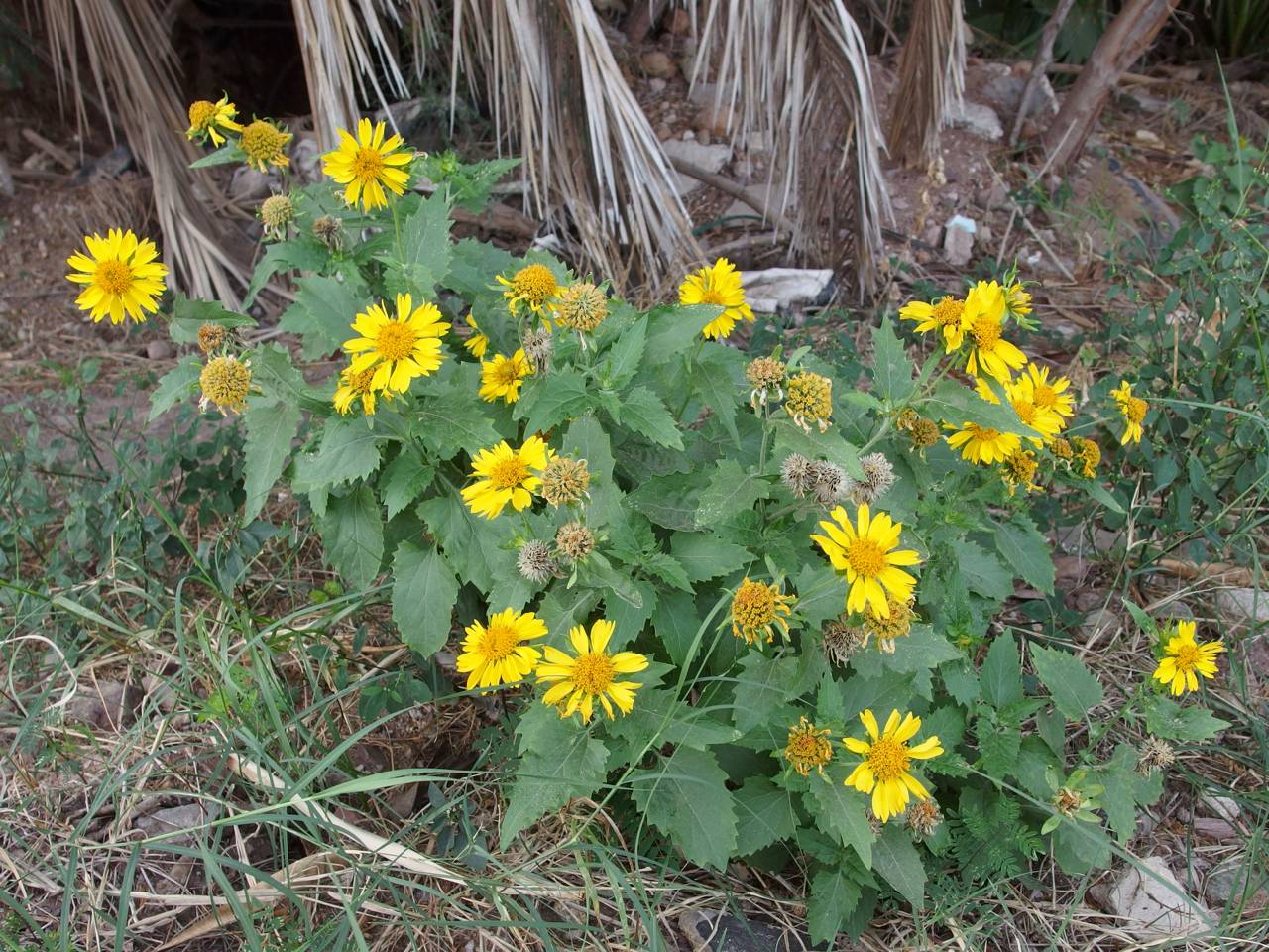 Image of Verbesina encelioides