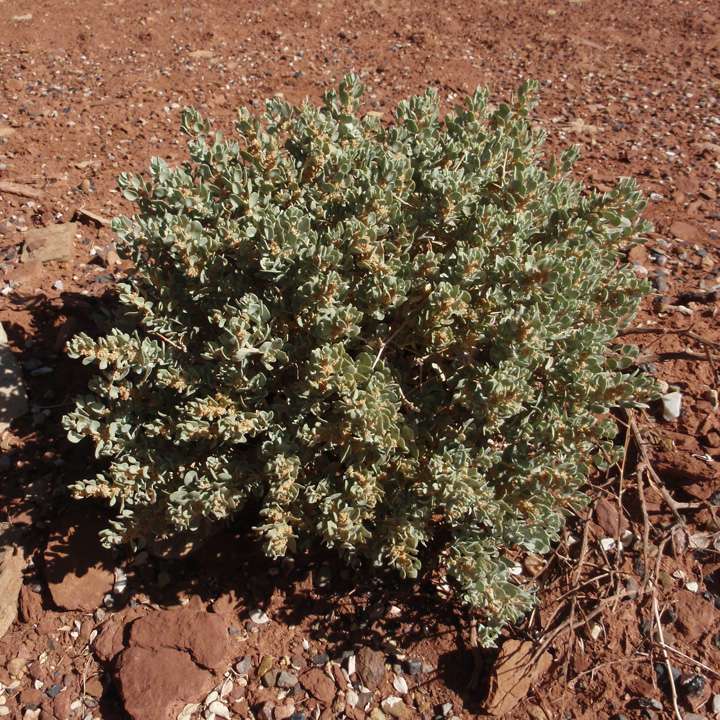 Image of Atriplex confertifolia