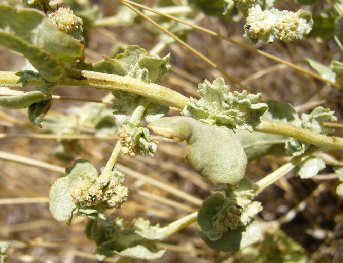Image of Atriplex argentea