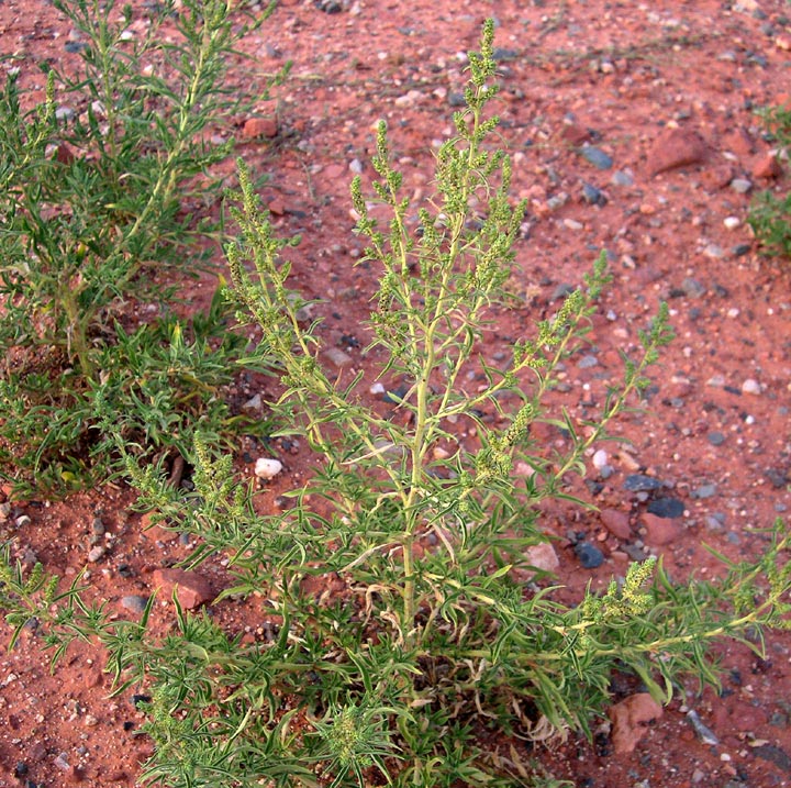 Image of Bassia scoparia