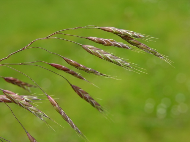 Image of Bromus arvensis