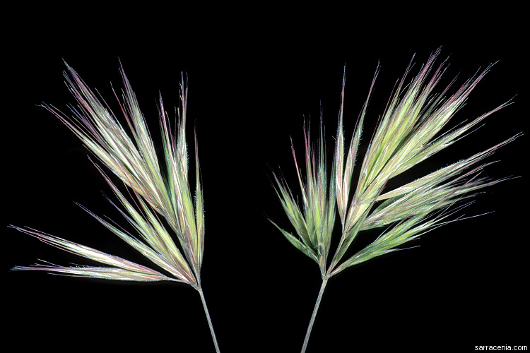 Image of Bromus madritensis