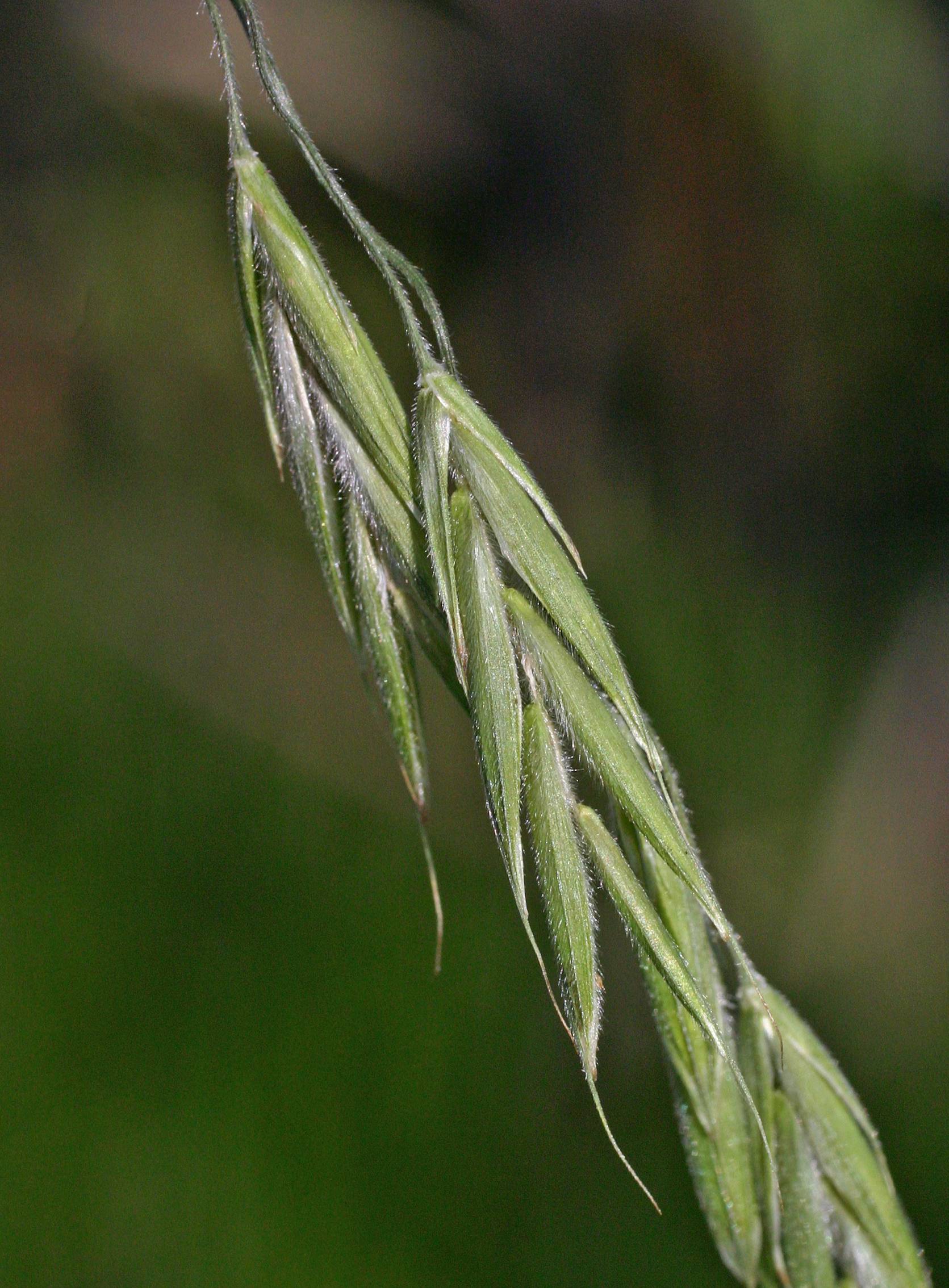 Image of Bromus pubescens