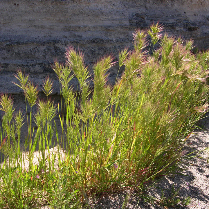 Image of Bromus rubens