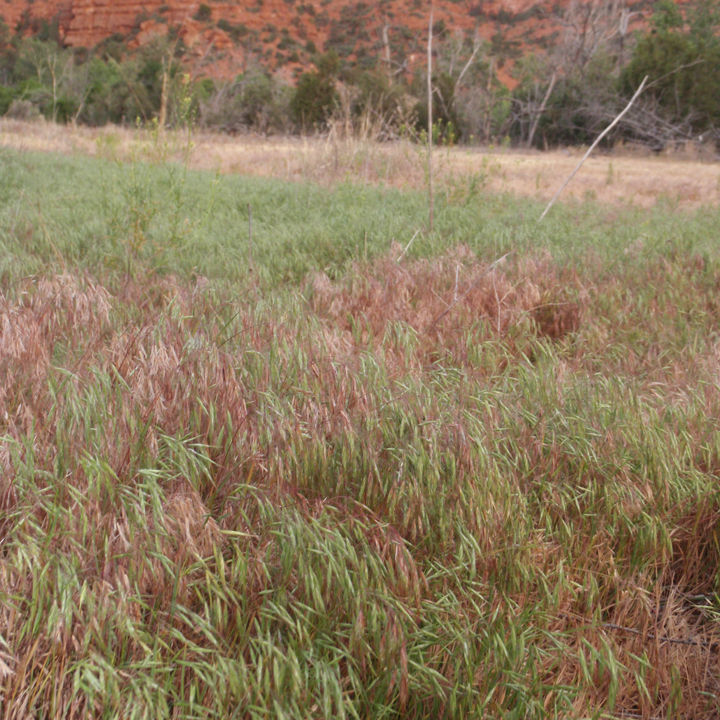 Image of Bromus tectorum