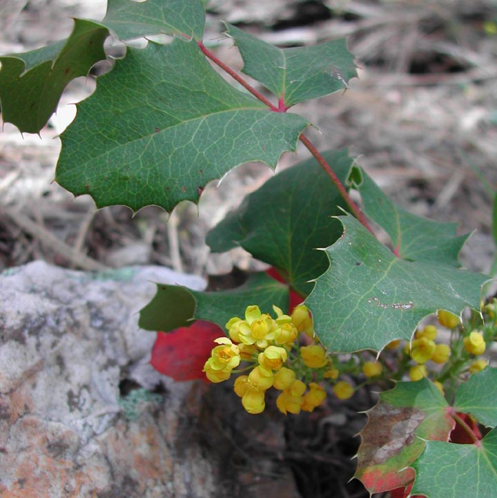 Image of Mahonia repens