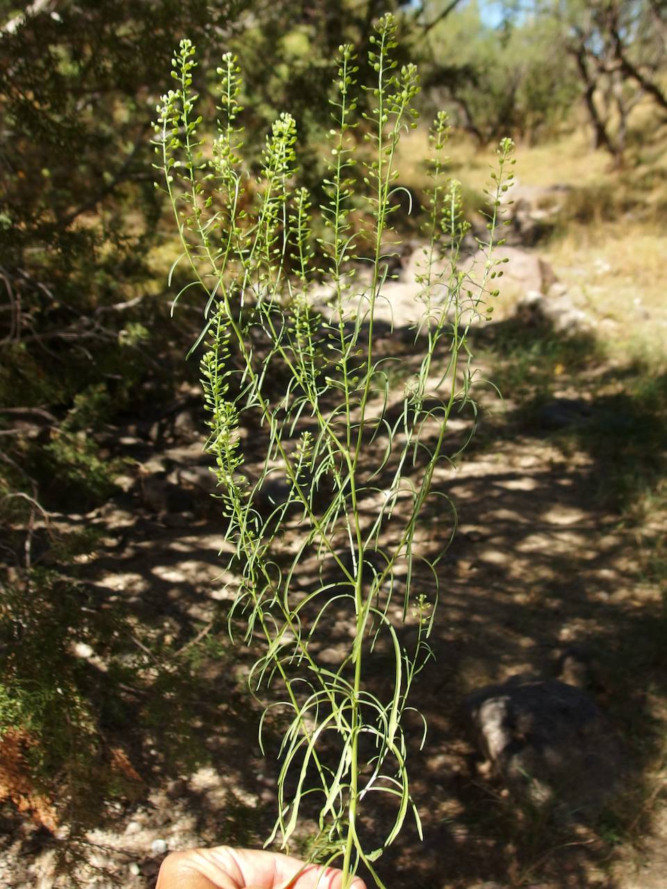 Image of Lepidium virginicum