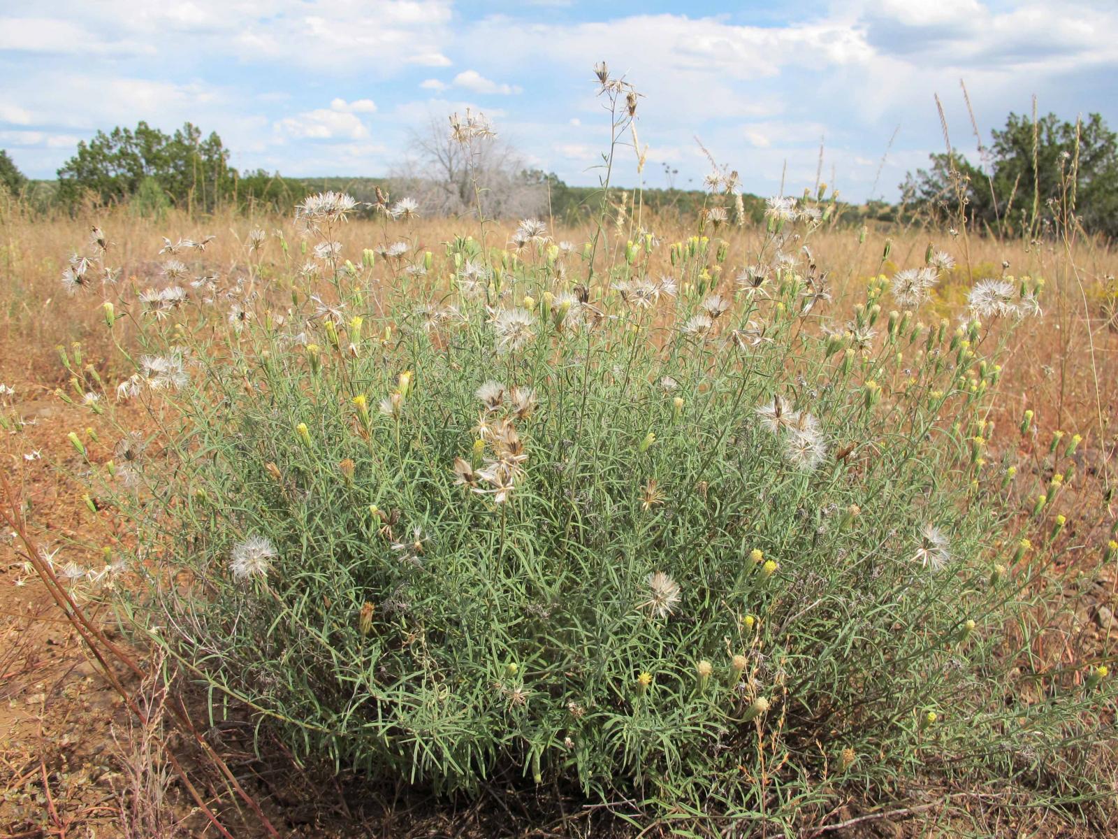 Image of Brickellia eupatorioides
