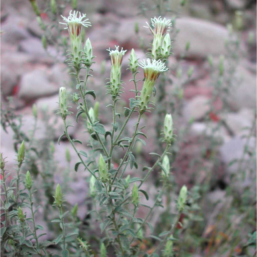 Image of Brickellia microphylla