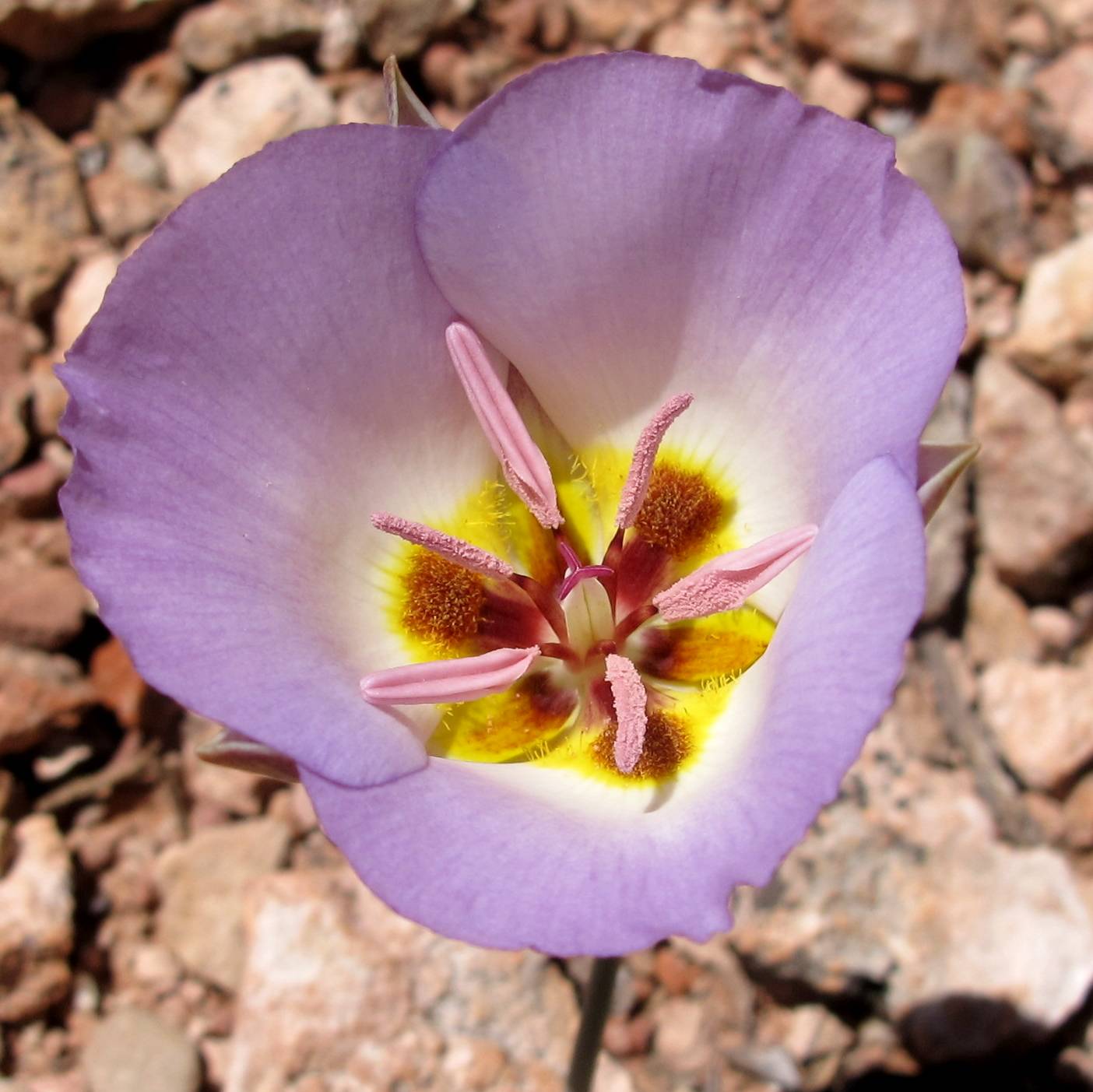 Image of Calochortus flexuosus