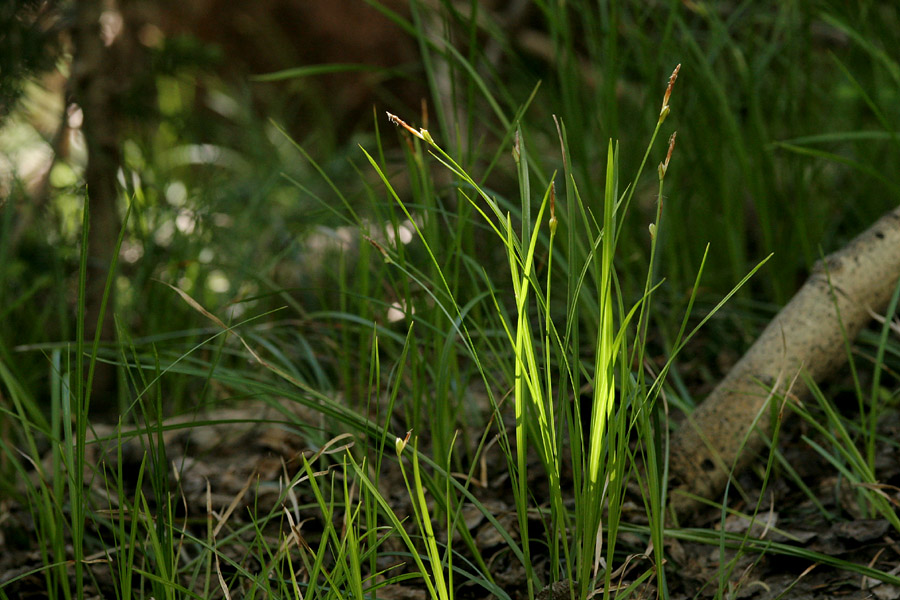 Image of Carex geyeri