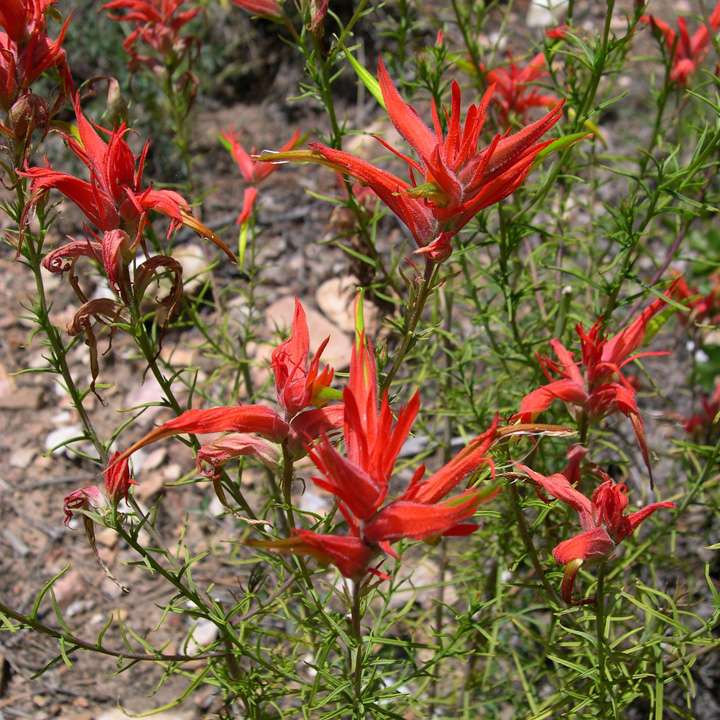Image of Castilleja linariifolia