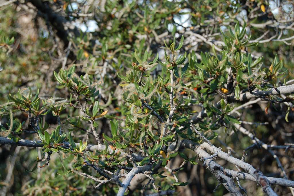 Image of Cercocarpus ledifolius