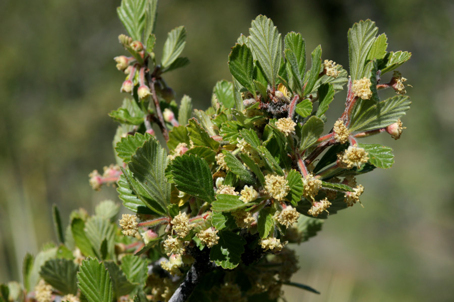 Image of Cercocarpus montanus