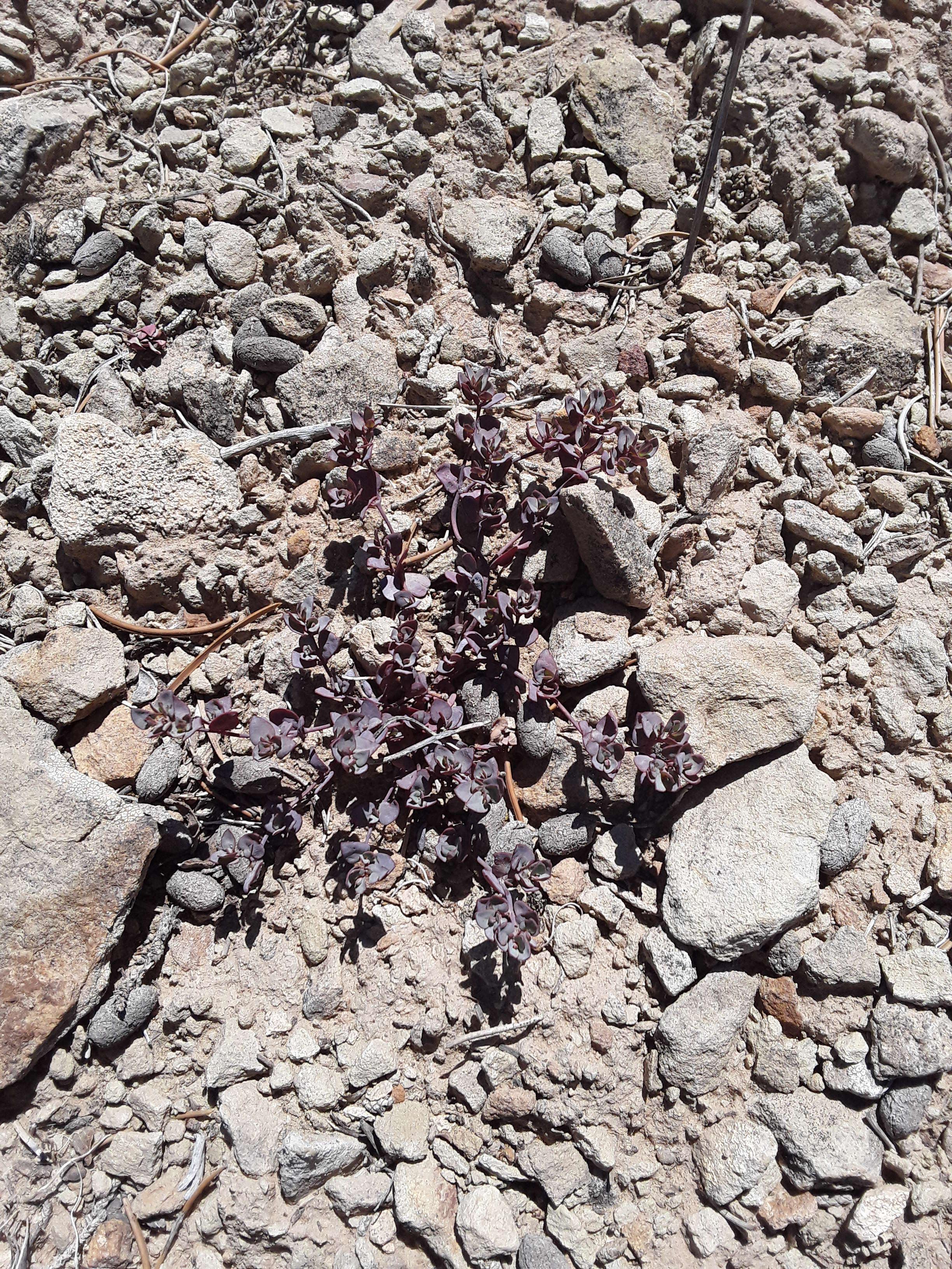 Image of Chamaesyce glyptosperma