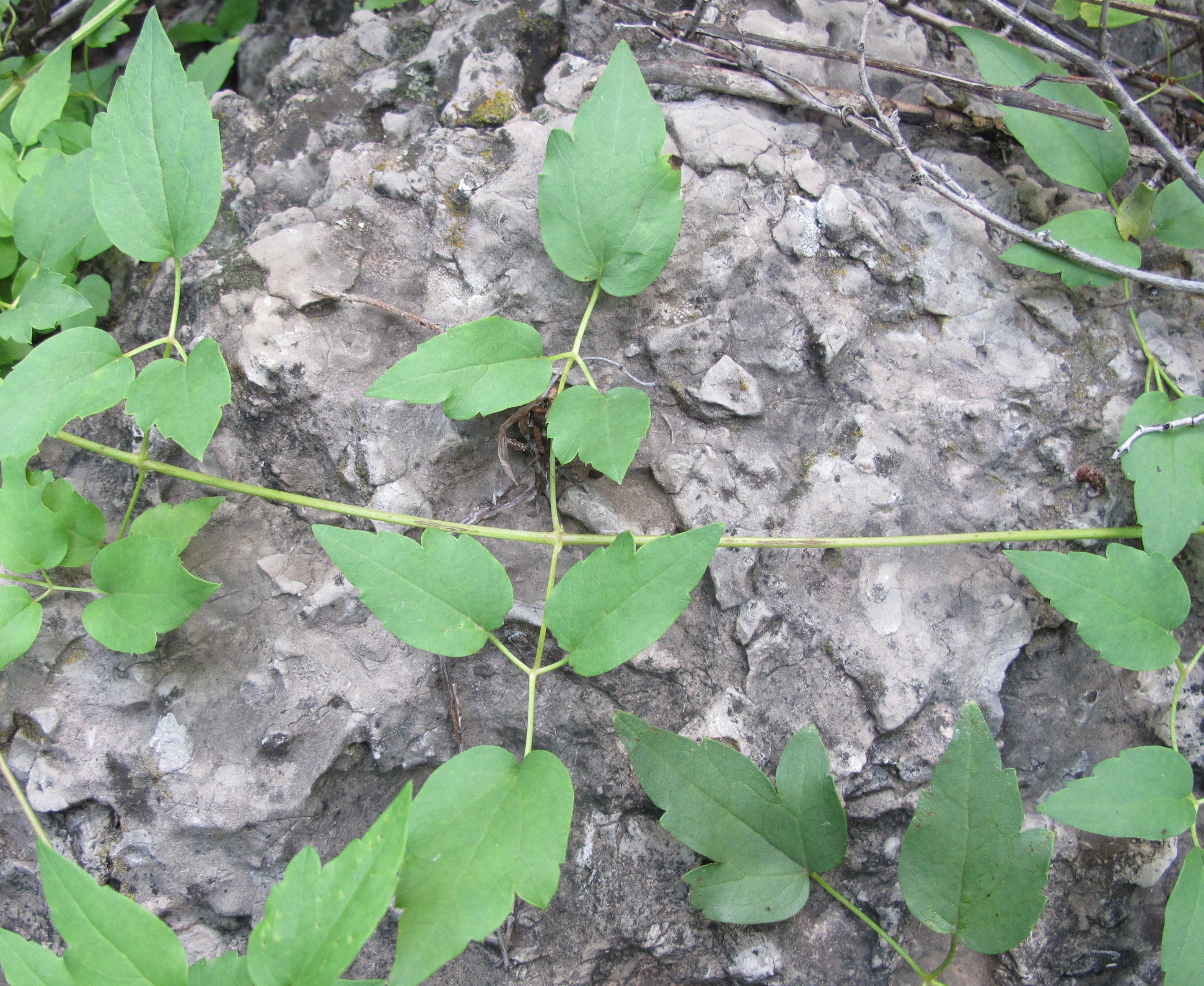 Image of Clematis ligusticifolia