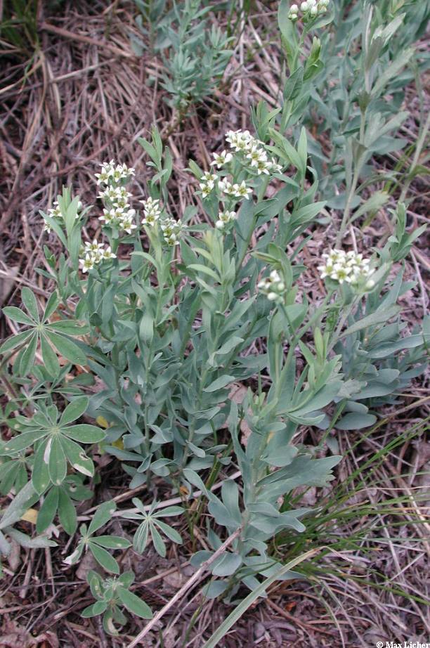 Image of Comandra umbellata