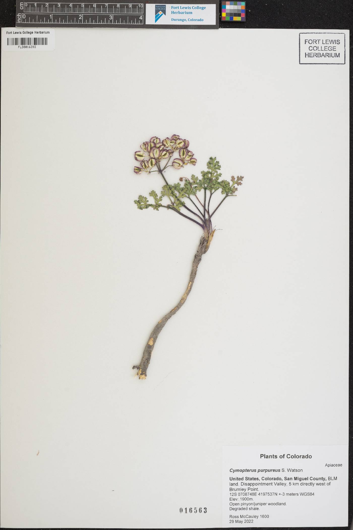 Image of Cymopterus purpureus